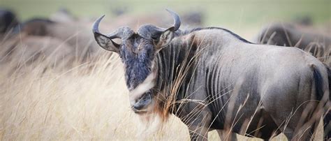 What is the definition of GNU HURD? - Quora