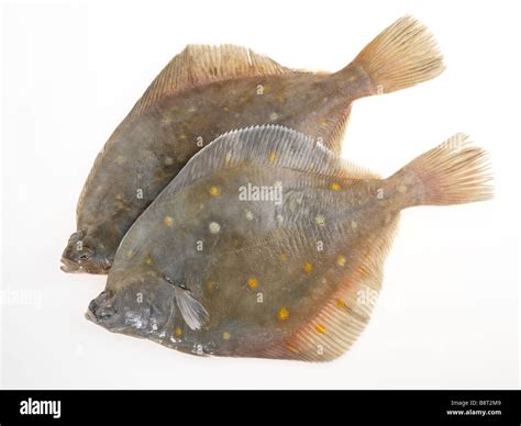 Dab fish hi-res stock photography and images - Alamy