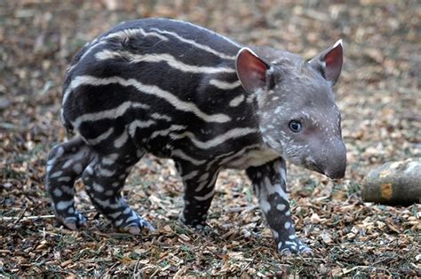 Baby tapir born at British zoo goes snout and about - Mirror Online