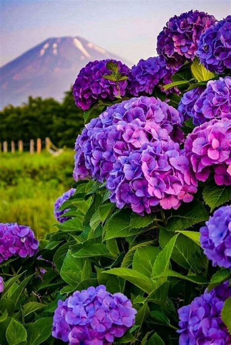 Sign in | Dark purple hydrangea, Planting hydrangeas, Hydrangea purple