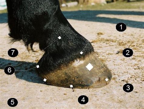 Horse hoof - Wikipedia