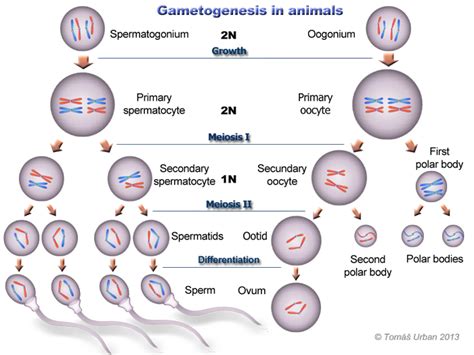 Pin by Chelsea Duchatellier on BIOLOGY | Biologi