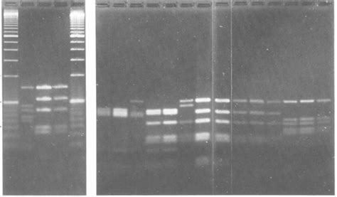 Analysis of polygalacturonase gene (&A) fragments amplified from... | Download Scientific Diagram