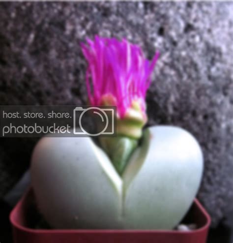 The Mad Professah Lectures: SUCCULENT SUNDAY: Argyroderma, pale Martian globes with purple topknot