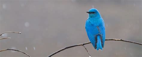 Bluebird Symbolism, Dreams, and Messages - Spirit Animal Totems