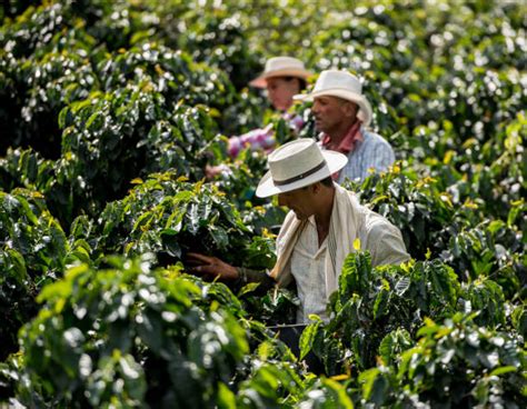 6,200+ Coffee Plantation Worker Stock Photos, Pictures & Royalty-Free ...