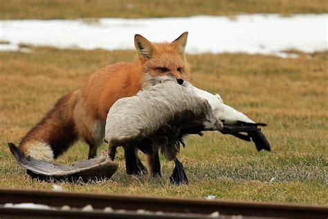 fox and goose | picsbymekarenlee | Flickr