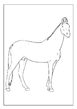 Printable Horse Breeds Coloring Pages: The Perfect Activity for Horse ...