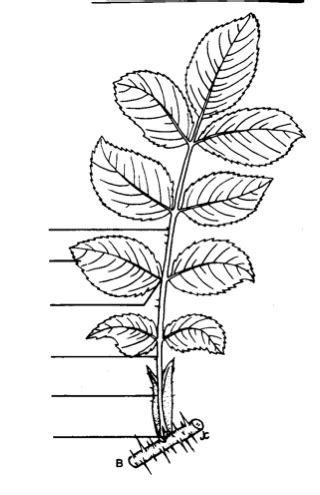 Compound Leaf Diagram Diagram | Quizlet