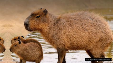 Do you have a favourite rodent?