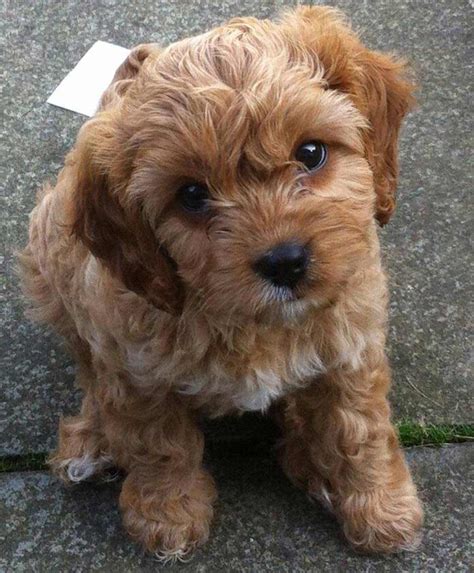 Cavapoo Dog Breed » Breed Info, Pictures, & More