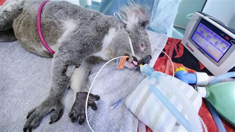 Kids News: Scientists start vaccinating koalas to save them from the ...