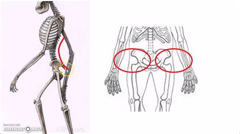 HSHS AP Biology - Evolution of Bipedalism - YouTube