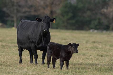 Cattle Jeopardy