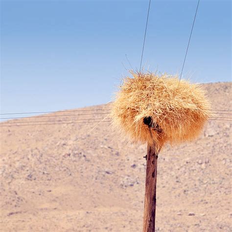 170+ Birds Nest In Telegraph Pole Stock Photos, Pictures & Royalty-Free Images - iStock