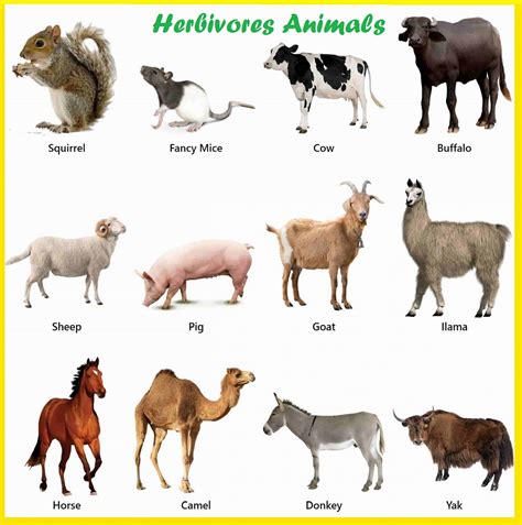 Herbivorous Animals Names | List of Herbivorous Animals pictures with names