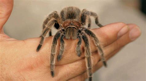 6 Cool Facts & Care Tips for Rose Hair Tarantulas - Howcast