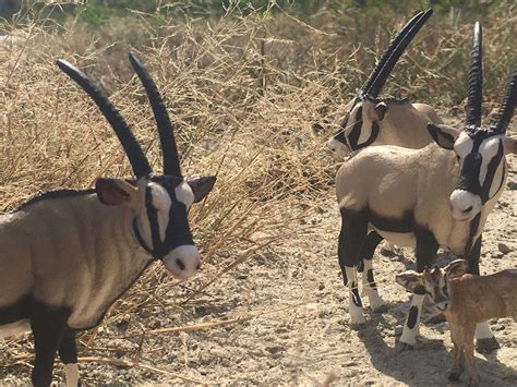 Small Gemsbok herd roam their arid habitat | Animal figures, Animal ...