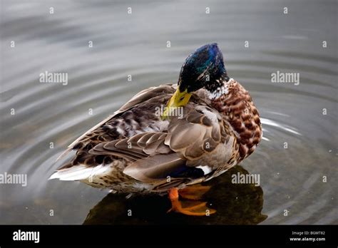 A mallard drake in eclipse plumage Stock Photo - Alamy