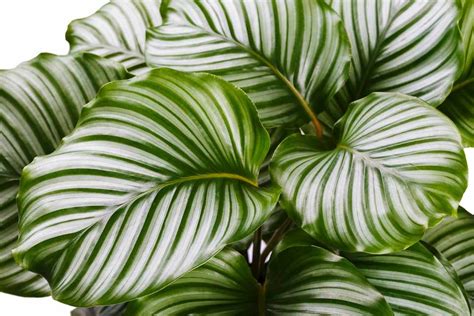 Calathea Care: Growing and Caring for Calatheas - BBC Gardeners World Magazine