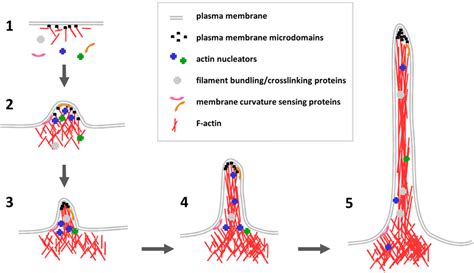 Filopodia formation in five steps. 1. Under resting conditions, actin... | Download Scientific ...