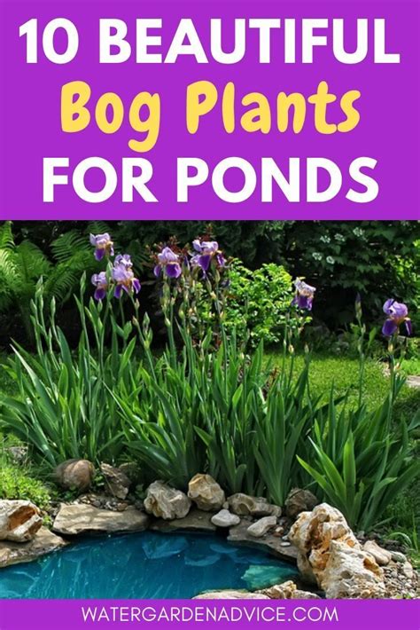 10 Beautiful Bog Plants For Ponds | Pond plants, Water garden plants, Ponds backyard