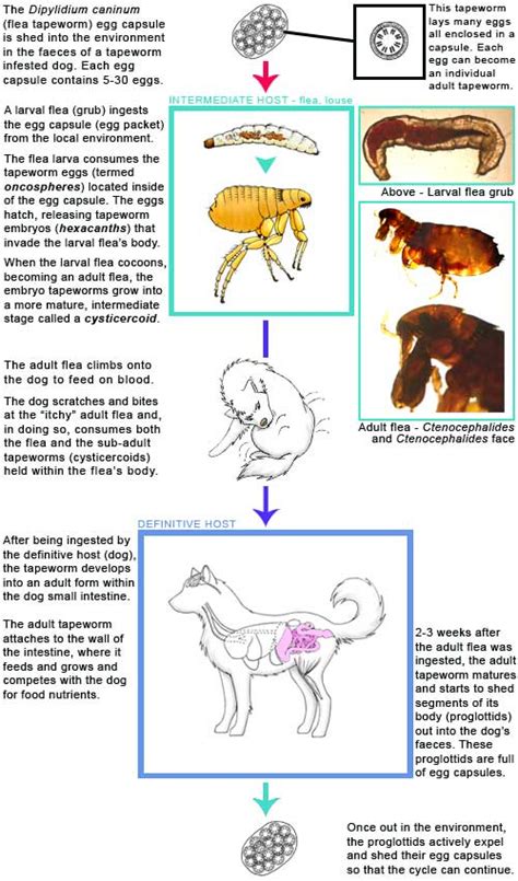 Flea Tapeworm Life Cycle Information.