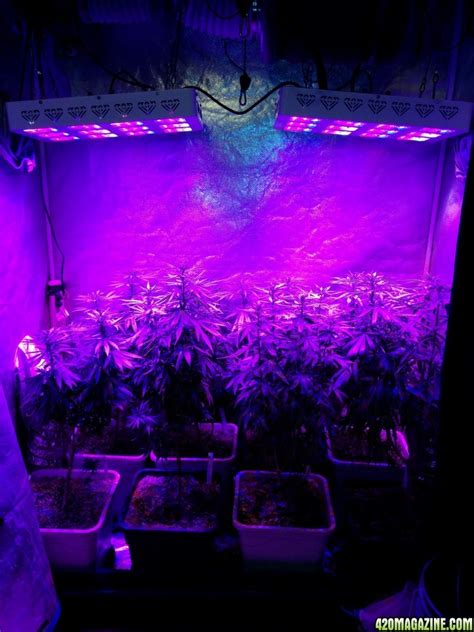 Icemud tangie indoor marijuana grow advanced led grow lights | 420 Magazine