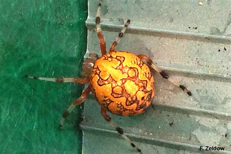 A beautiful spider: Marbled orb weaver, Araneus marmoreus — Bug of the Week