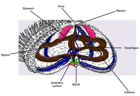 Sea Urchins Anatomy