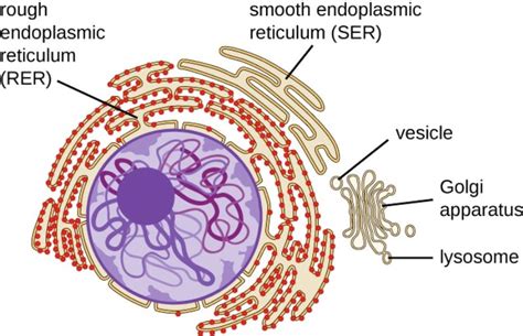 Smooth Endoplasmic Reticulum: Structure, Functions and Diagram – StudiousGuy