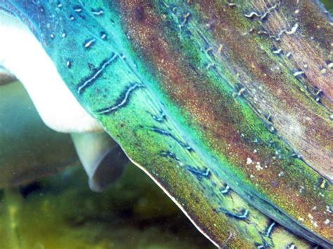 Cuttlefish Cuties: Photos of Color-Changing Cephalopods | Live Science