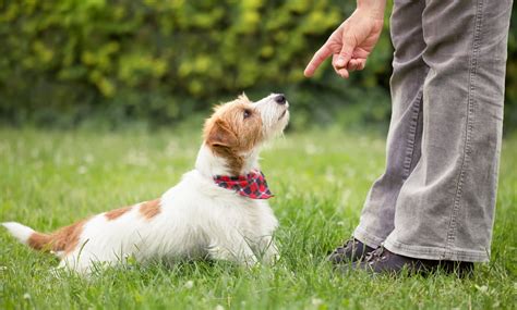 Dog Training in Marina del Rey, CA | iWorkDogs