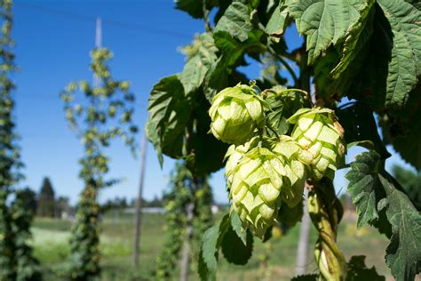 Hops - Brewer's Cascade - Prairie Gardens