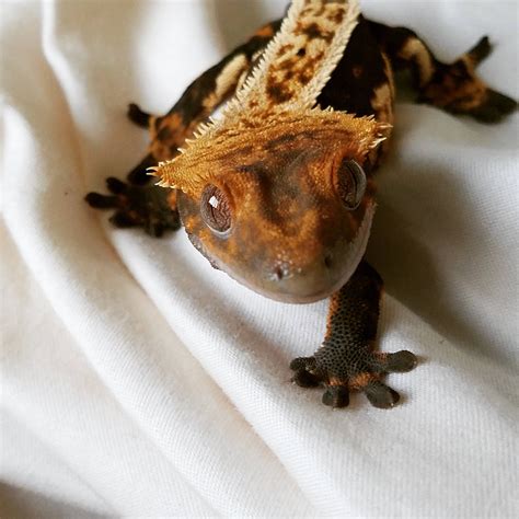 My beautiful little crested gecko Babu! (x-post from r/reptiles) http://ift.tt/2wDfQJA | Aww ...