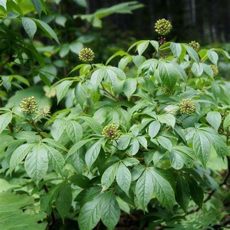 Siberian Ginseng - (Eleutherococcus senticosus) | Medicinal plants, Healing herbs, Plants