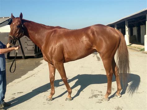 Thoroughbred Horse Breed Information, History, Videos, Pictures