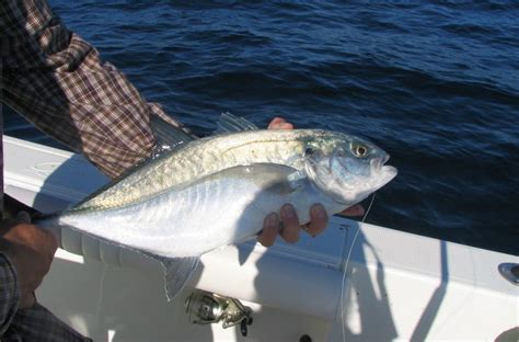 Bluefish - Fishing Charters Key West Fl