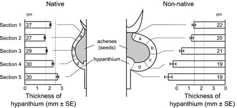 Thickness of rose hip hypanthium in relation to parasitic wasp ...