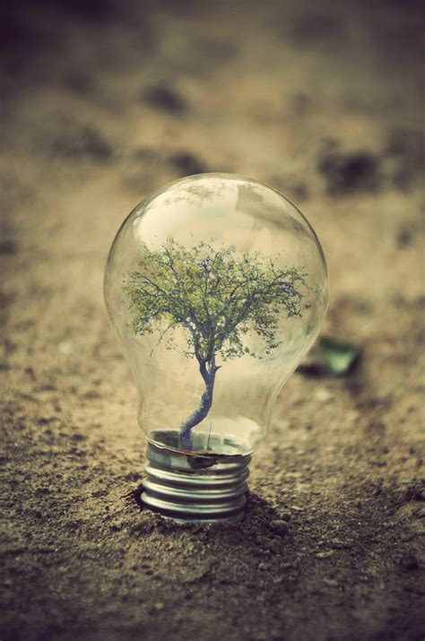 Surreal Artifacts of Life Encased in Magical Light Bulbs