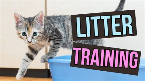 How to Easily Train Your Cat to Use the Litter Box