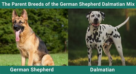 German Shepherd Dalmatian Mix Dog Breed Info: Pictures, Temperament & Traits | Pet Keen