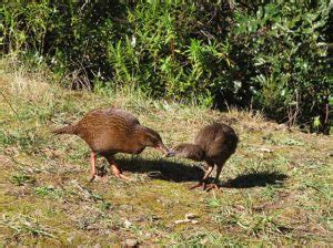 Are weka 'good predators'? - Predator Free NZ Trust