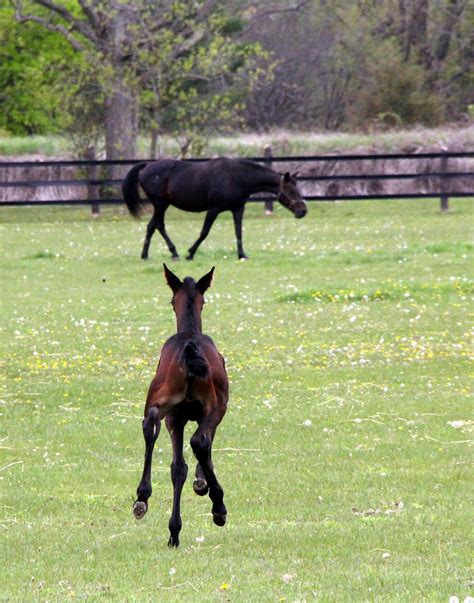 Foal, Animal, Equine, Horses, Horse, animal themes, horse free image ...