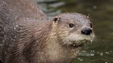 River Otter Trapping Season Update | wnep.com