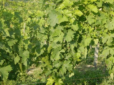 Bunches of Muscat Grapes Growing Stock Image - Image of fruit, hill: 120041451