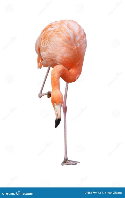 Flamingo stock image. Image of flamingo, color, alone - 48179473