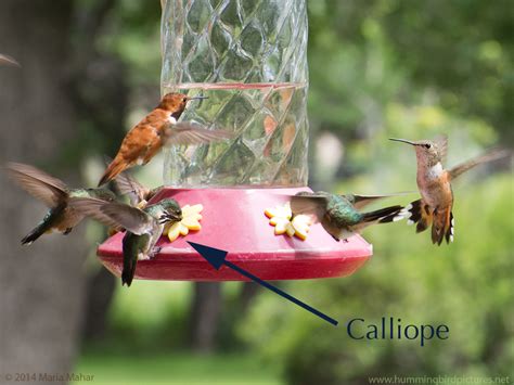 Calliope Hummingbird