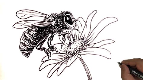 Bee and Flower Drawing / How to Draw Bee and Flower. - YouTube