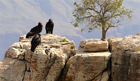 Grand Canyon Condor Facts. Approximately 70 condors inhabit the skies ...